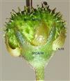  Schizocarp with persistent epicalyx and calyx